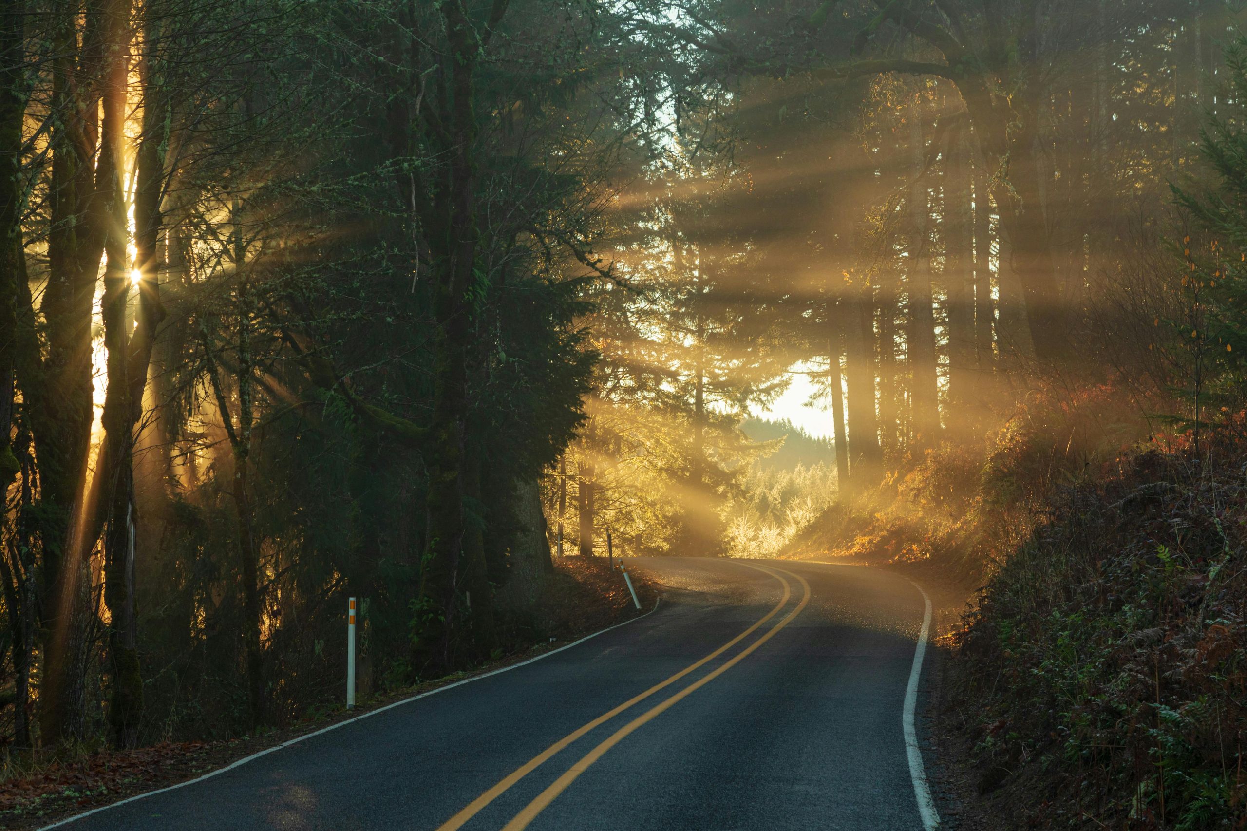 Peaceful forest path with sunlight filtering through trees, symbolizing the journey to resilience and mental wellness